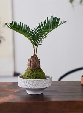 办公室懒人植物净化空气桌面盆栽铁树苔藓球观叶趣味绿植节日送礼