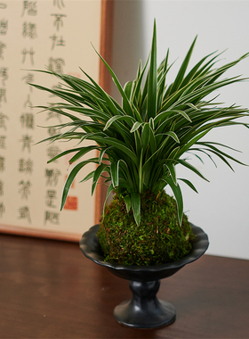 苔玉盆栽微景观客厅水培办公室净化空气金边吊兰植物茶几苔藓球