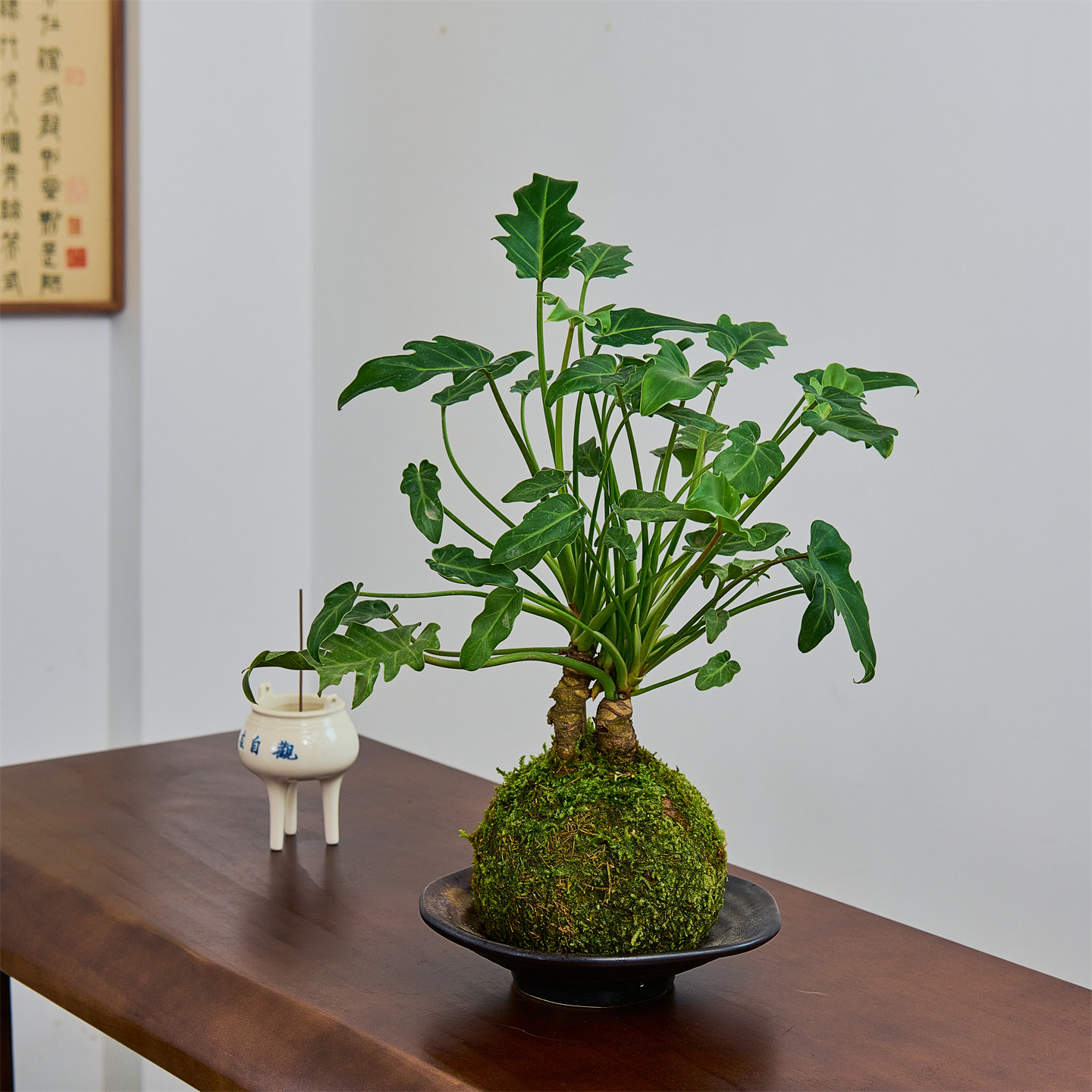 龙鳞小天使室内绿植盆栽苔藓球根茎植物桌面装饰净化空气易养护