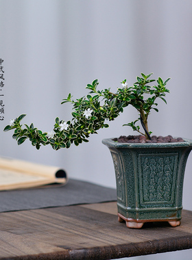 六月雪盆景老桩室内绿植花卉客厅办公室桌面禅意摆件植物好养盆栽