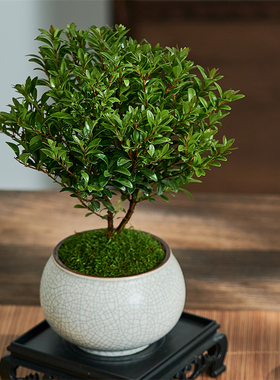小叶赤楠盆景老桩植物办公室绿植室内盆栽好养活四季常青绿色植物