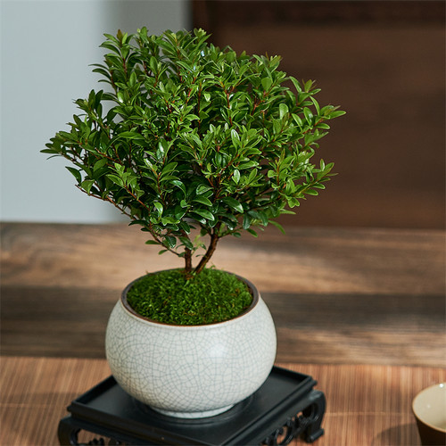 小叶赤楠盆景办公室绿植四季常青