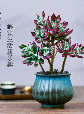 锦晃星多肉植物盆栽盆景老桩大株花卉植物室内花多肉植物大颗好养