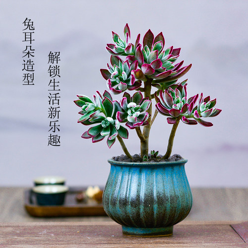 盆景老桩室内好养多肉植物大颗
