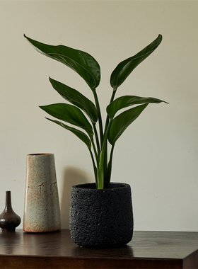 天堂鸟绿植盆栽耐阴植物室内办公室客厅四季好养花卉净化空气