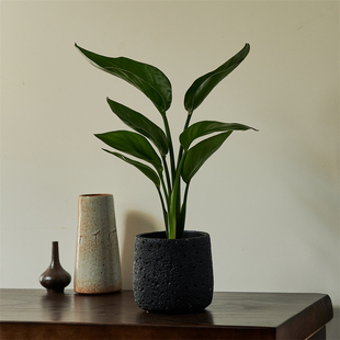 天堂鸟绿植盆栽耐阴植物室内办公室客厅四季好养花卉净化空气