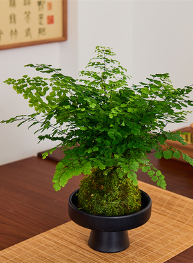铁线蕨苔藓球水培植物青苔铁线蕨类植物室内好养耐阴盆景净化空气