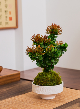 卷福龙船花苔藓球水培植物桌面盆栽办公室内绿植净化空气好养活