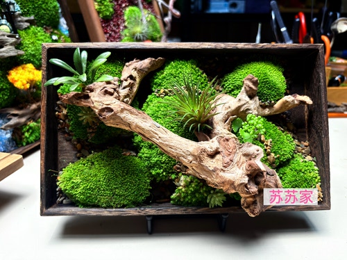 原创永生苔藓微景观相框 立体装饰画 桌面治愈摆件 手工创意礼物