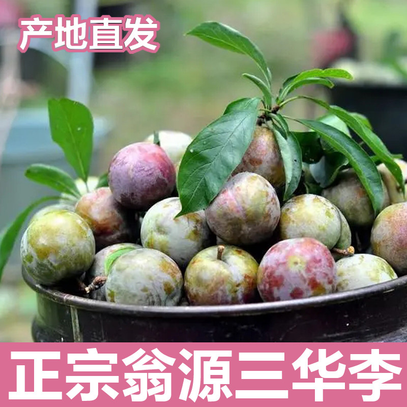 新鲜现摘大果正宗广东韶关翁源三华李红心李子孕妇新鲜水果脆爽甜