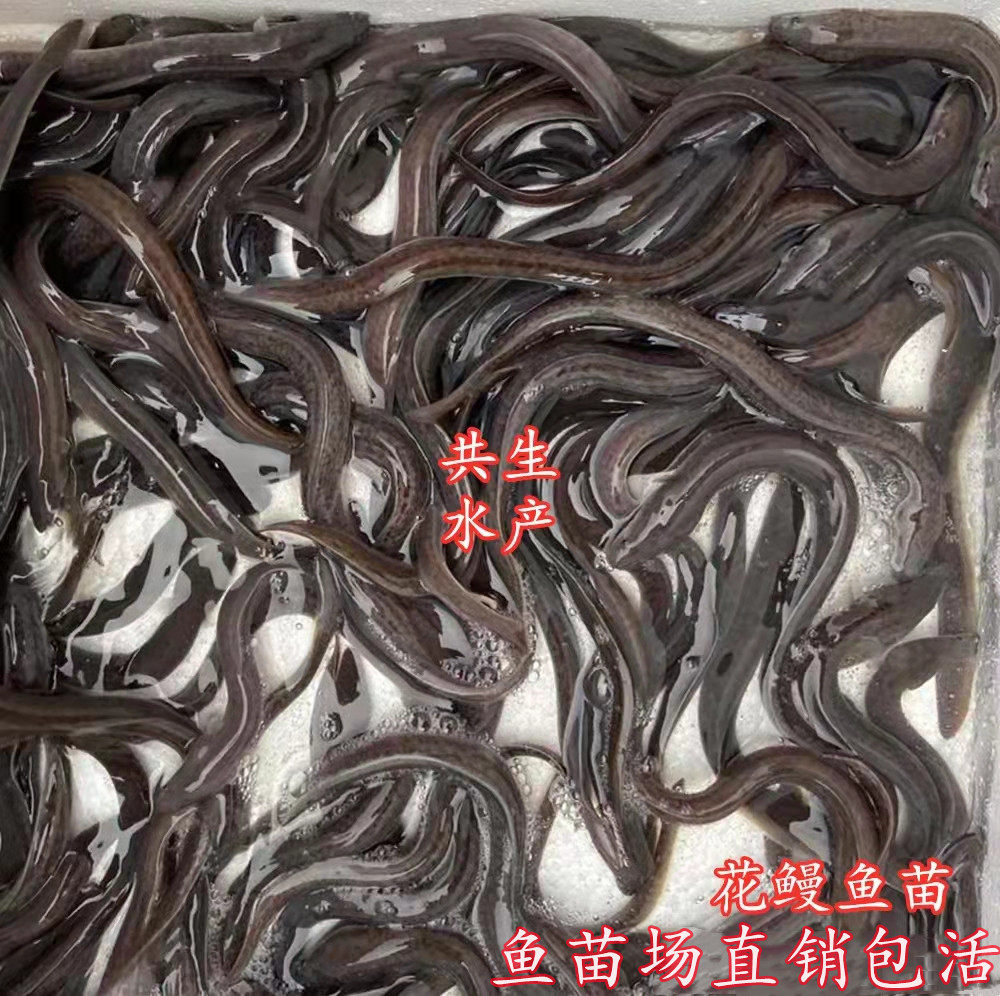 花鳗鱼苗 鳗鲡 鲈鳗 河鳗大型鳗鱼 花锦鳝 鱼塘混养活体鱼苗鳗鱼