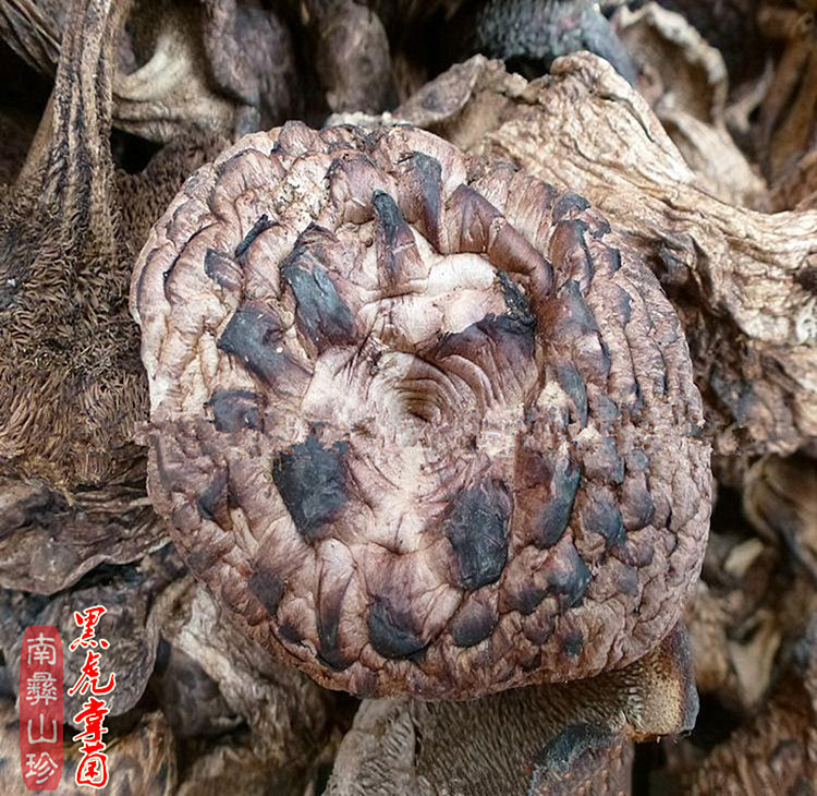 黑虎掌菌云南香格里拉特产野生菌食用菌菇山货蘑菇100克煲汤干货