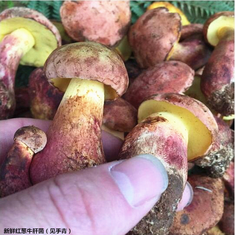 新鲜牛肝菌红葱白葱见手青云南特产蘑菇山货野生菌顺丰两件包邮