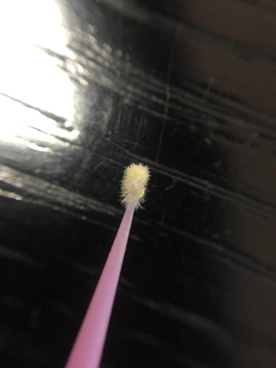 授粉笔 新型柔韧极细 吸附力强 多肉生 石花肉锥 小刷子授粉棒在类目 鲜花速递/花卉仿真/绿植园艺, 园艺用品, 其它园艺用品中 - 来自Buy2taobao.com提供专业的淘宝代购服务