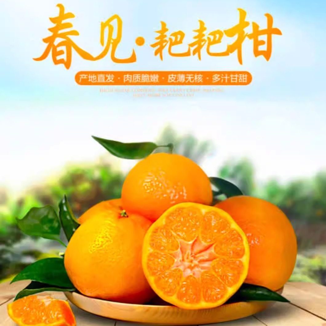 四川眉山春见耙耙柑当季新鲜时令应季水果丑柑大果带箱十斤包邮啊,水产肉类/新鲜蔬果/熟食,桔子,淘宝优惠券,粉丝福利购,淘宝优惠卷