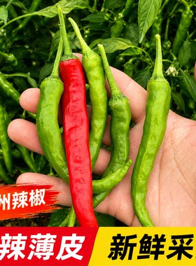 特辣邳州土辣椒薄皮香辣