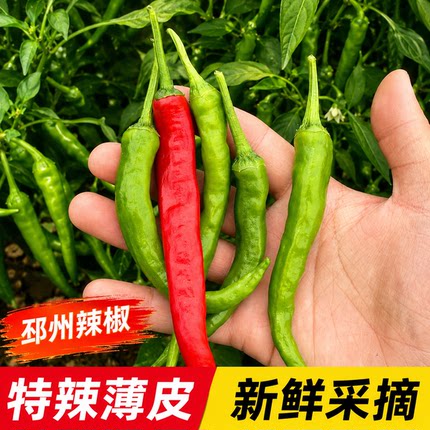 邳州本地土辣椒新鲜农家薄皮特辣红绿辣椒皱皮椒现摘现发小勾椒