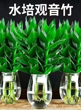 观音竹富贵竹水培植物花卉绿植绿萝室内盆栽转运竹子龙竹文昌竹