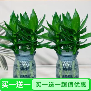 常青室内水养绿植盆栽轻奢花瓶 买一送一 水培观音竹富贵竹四季