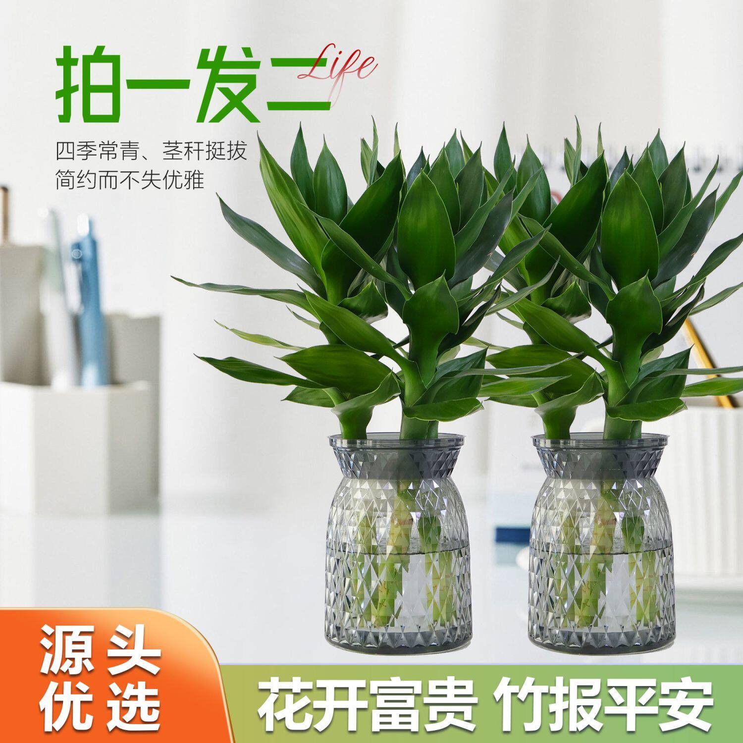 【买一送一】水培观音竹富贵竹四季常青室内水养绿植盆栽轻奢花瓶