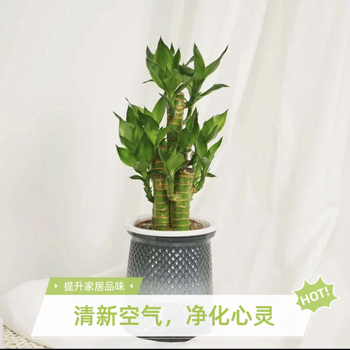 步步高升转运竹富贵竹观音竹文昌竹粗杆发财带根好养水培绿植盆栽
