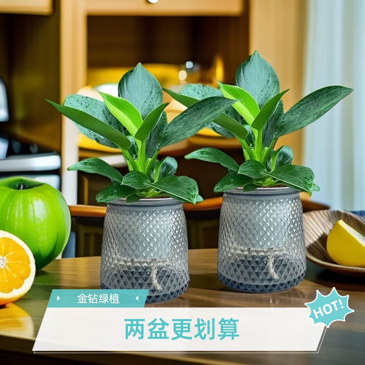 金钻绿公主办公室花卉植物图片