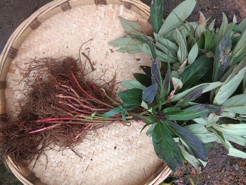 贵州新鲜追风散全株中药材追风伞公接骨丹惊风伞破凉伞草药500克-封面