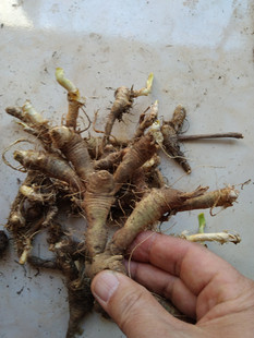 贵州山货山货射干中药材 乌蒲黄远夜干草姜鬼扇凤翼新鲜全根500克