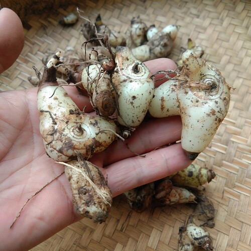 药用新鲜三角白芨贵州白芨中药材