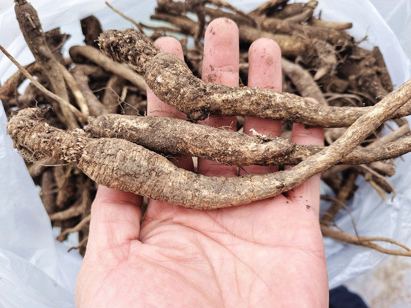 新鲜野生南沙参 中药材生鲜泡参泡沙参白沙参土人参贵州散装500克