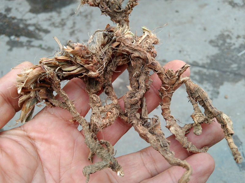 贵州小石菖蒲中药材500克