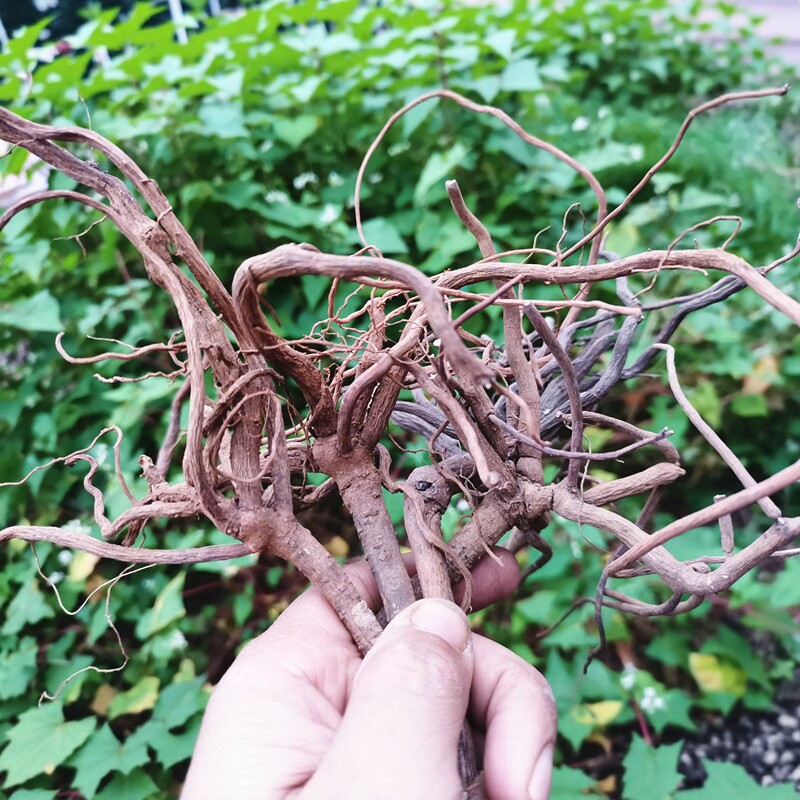 贵州开喉剑中药材 八爪金龙开喉箭百两金铁雨伞山货原药干货500克