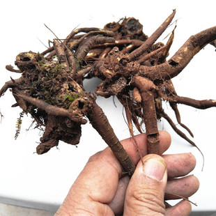 贵州山货大红活麻根中药材干货 荨麻草青活麻咬人草白禾麻老虎麻