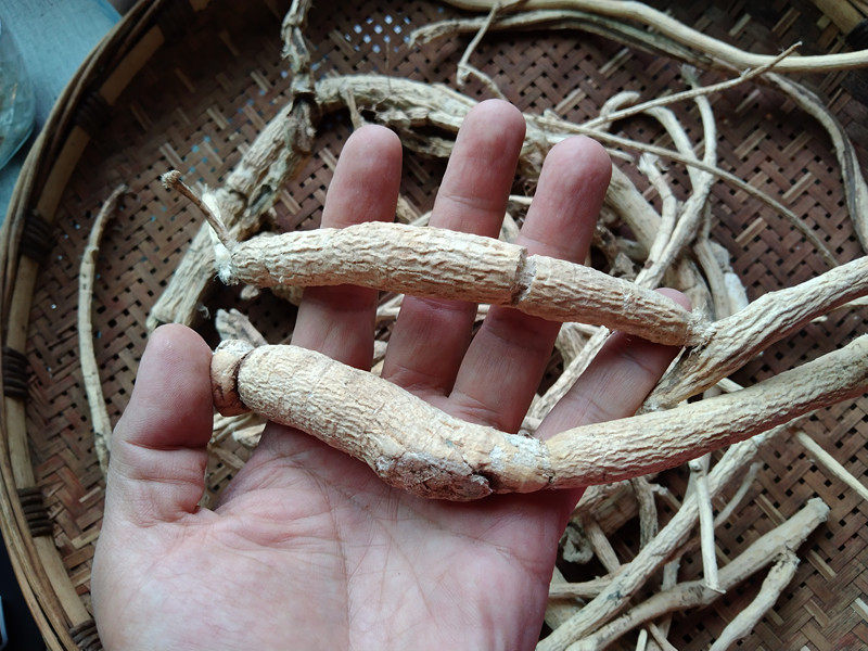 水城小霸王中药材 野生苗药小霸王全根干货贵州冷备中草药材500克