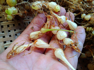 贵州新鲜咕噜子药中药材 算盘子珍珠三七九子连环草民族用药500克