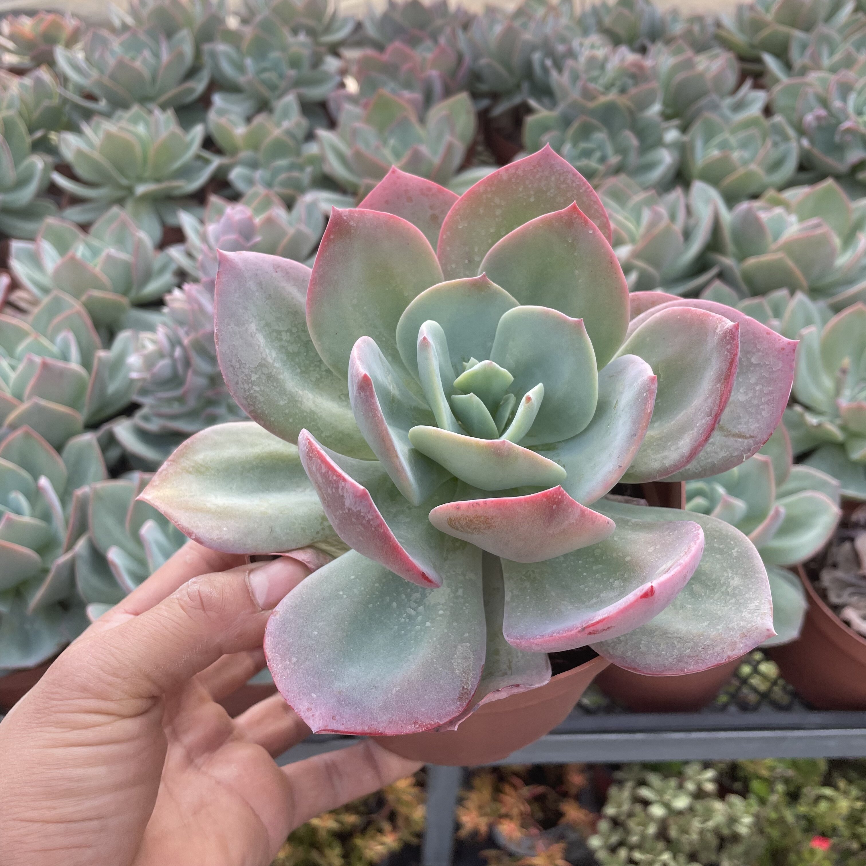 血凤有状态的白凤多肉植物大颗14cm