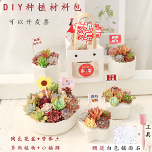 女神节植树节多肉植物diy材料包陶瓷花盆肉肉组合盆栽送礼物耐旱