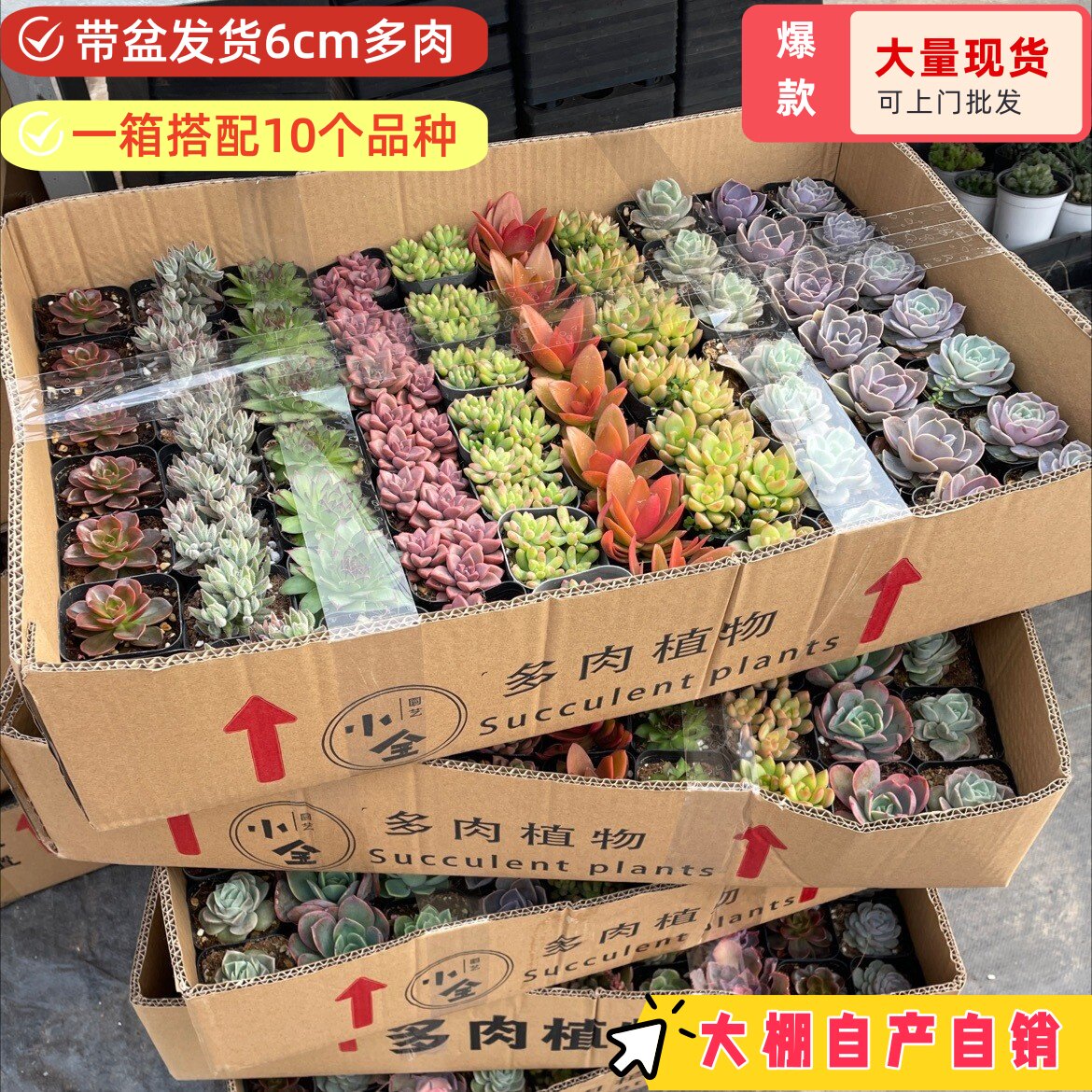 多肉植物盆栽批发70盆装彩虹拼箱室内阳台绿植花卉盆栽带盆发货