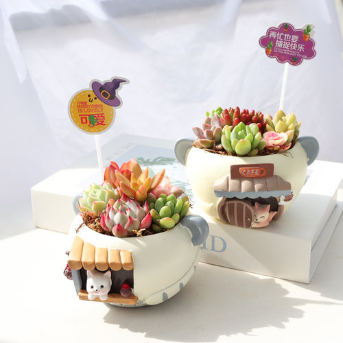 萌趣桌面装饰植物盆栽多肉植物