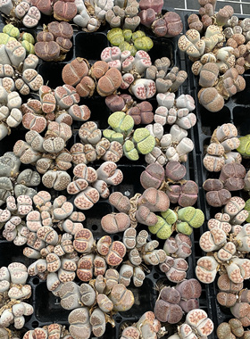 多肉植物生石花群生大母本4-5头lithops南非混合品种基地自产自销