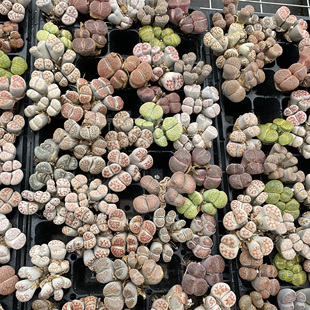 多肉植物生石花群生大母本4-5头lithops南非混合品种基地自产自销