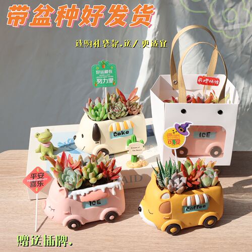 创意卡通小车车多肉植物