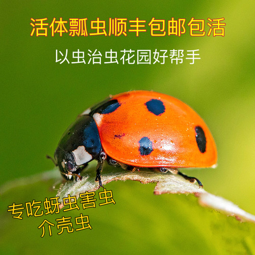 包活瓢虫卵活体专治蔬菜花卉蚜虫