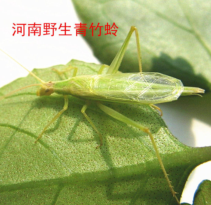 野生青竹单口保叫竹蛉包邮包活