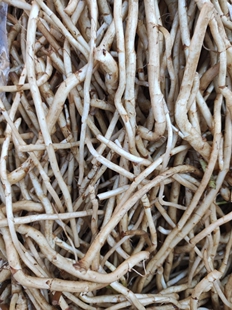 芦蒿根吕蒿根可凉拌可炒500克包邮价不含偏远