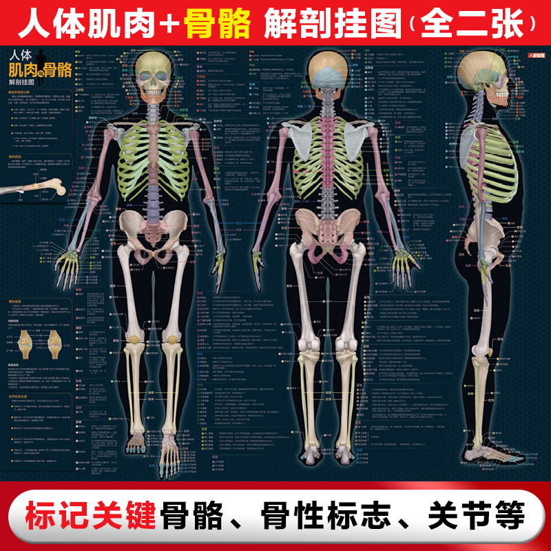 asy 人体肌肉与骨骼解剖挂图 人邮体育解剖图谱编写组 编 9787115634252 人民邮电出版社
