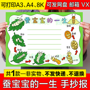 蚕宝宝的一生手抄报模板电子版蚕的生长变化昆虫观察记录日记绘画