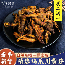 正宗四川黄连中药材正品黄莲泡水喝鸡爪黄连粉泡茶非肉桂特级野生