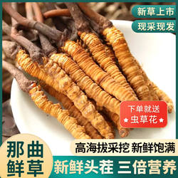 同芙2022新鲜冬虫夏草官方旗舰店1克/根西藏那曲头期干货正品虫草