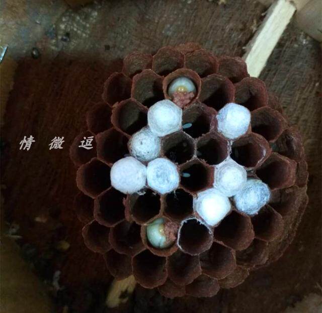 胡蜂吃蛹停药胡蜂王啃蒙头封盖子药蜂王肠道炎幼虫腐臭黑子拖子病